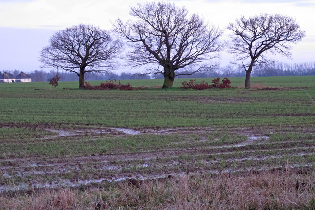 Trees in arable field, nr White House Farm, Canewdon