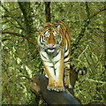 Tiger, Longleat Safari Park