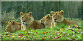 ST8143 : Lions,  Longleat Safari Park by Robin Drayton