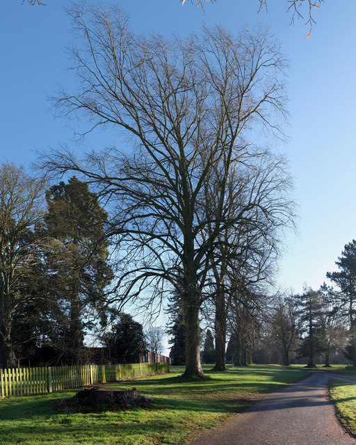 Trees lining the church drive