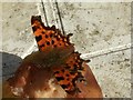 Comma butterfly on a rotting pear