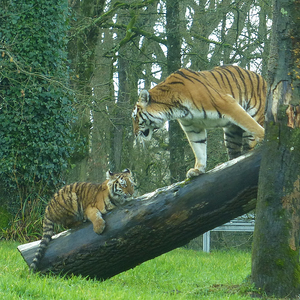 longleat safari park tigers