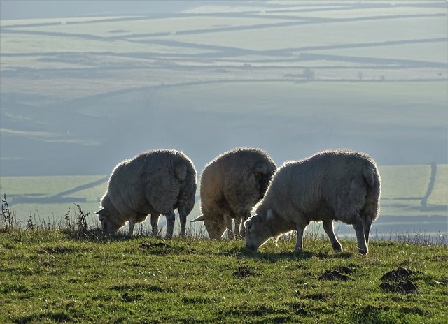 Three sheep on Bretton Mount