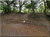 SU4827 : Ramparts of Iron Age Hill Fort on St Catherine's Hill, Winchester by Phil Champion