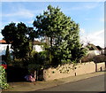 Evergreen trees, Chapel Road, Abergavenny 