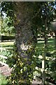 Lichen on tree trunk