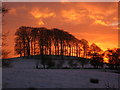 Trees at sunset