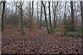 Trans Pennine Trail in Bowden Housteads Wood, Sheffield