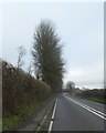 High hedge by A358 on Two Ash Hill