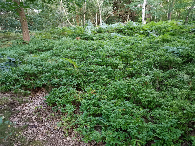Bilberry (Vaccinium myrtillus) in Sherwood Forest
