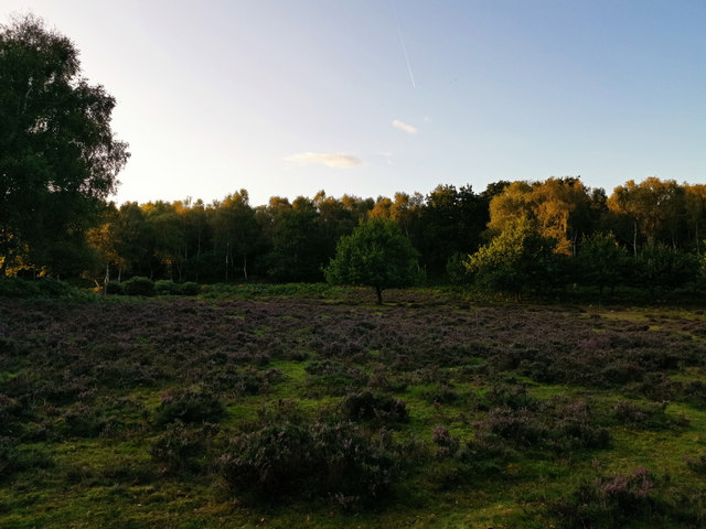 Heathland within Sherwood Forest