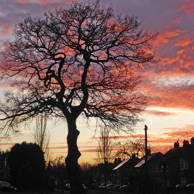 Buckingham Road oak at dusk in Wolverhampton