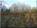 Astbury Mere - boggy pond