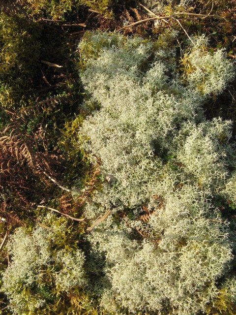 Lichen forest