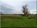 Grazing near Jerriestown