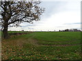 Field off the A7 near Kirklands