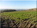 Pasture, below Codden Hill