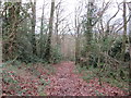 Looking down steps in Perry Wood Nature Reserve