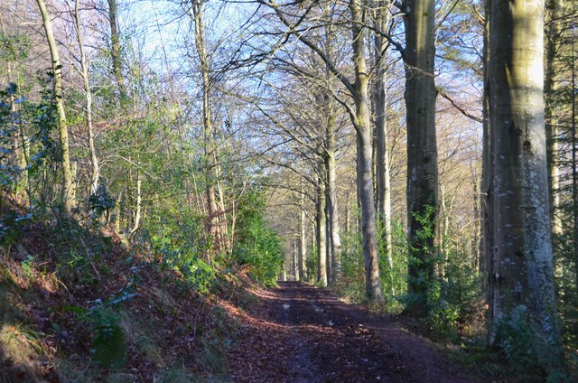 Track in Old Wood, Eildon Hills