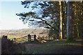 Track and path junction, Whinnyfield Plantation