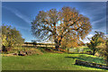 Oak by the Mill House, Clare