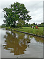SJ9329 : Canalside pasture near Burston in Staffordshire by Roger  D Kidd