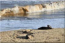 TG4624 : Horsey Gap Beach: Grey seals 1 by Michael Garlick