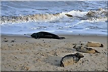 TG4624 : Horsey Gap Beach: Grey seals 4 by Michael Garlick