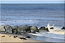 TG4624 : Horsey Gap Beach: Grey seals 5 by Michael Garlick