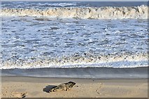 TG4624 : Horsey Gap Beach: Grey seals 6 by Michael Garlick