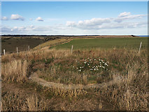 SY9575 : Remains of circular structure by the coast path near St Aldhelm's Head by Phil Champion