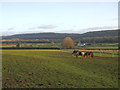 Horses at the foothills of Walton Common