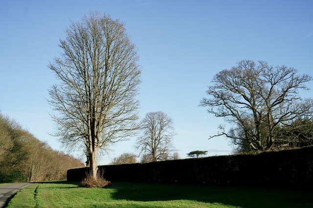 Ranmore Common © Peter Trimming :: Geograph Britain and Ireland