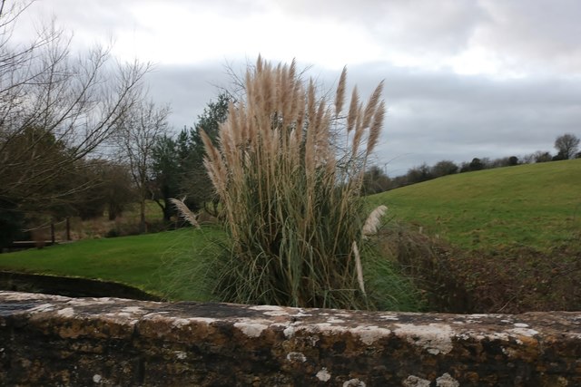 Pampas grass by Thingley Bridge