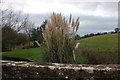 Pampas grass by Thingley Bridge