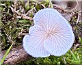 SS8683 : A Crepidotus species of fungus by Alan Hughes