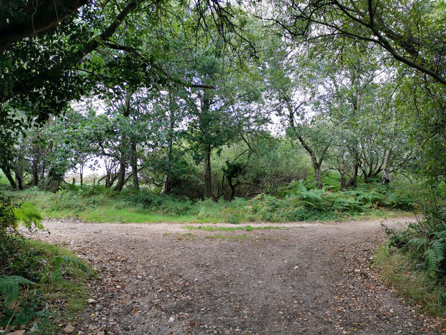 A junction of bridleways near the edge of Godlingston Heath