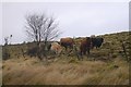 NC5910 : Cattle, Altbreck by Richard Webb