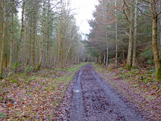 Track, Bowmont Forest