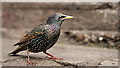 TQ2884 : Starling at Camden Lock by Peter Trimming