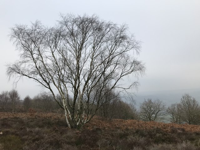 Birch tree - New Year's Day 2020