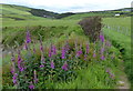 Pembrokeshire coast Path near Hendre