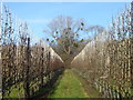 TQ7650 : An orchard in winter seen from the Greensand Way by Marathon