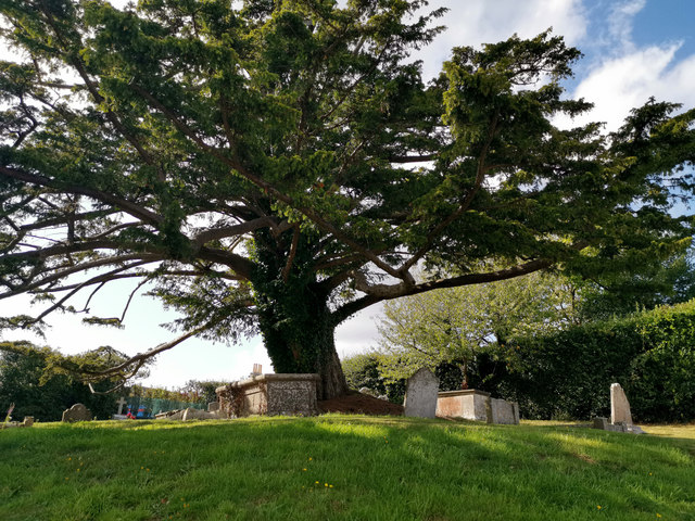 Yew tree in the churchyard - St Nicholas' Church, Studland