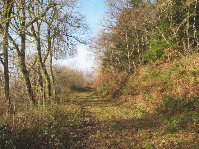 Woodland track 2