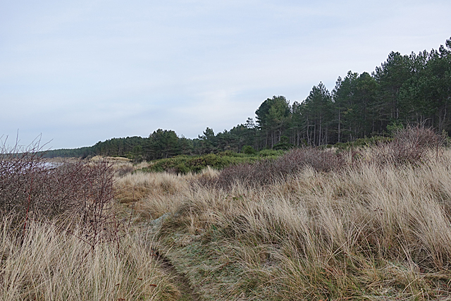 Path in the Dunes