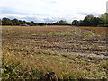 A field of maize stubble near Overton