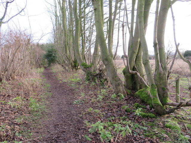 An old hedge line