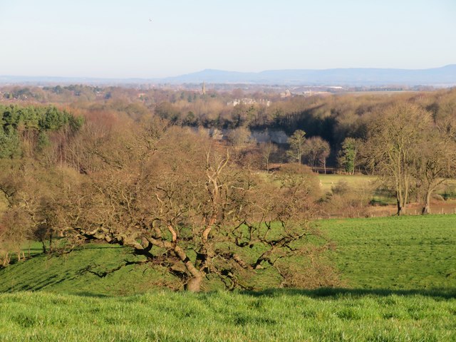 Above the Skell near Whitcliffe Hall