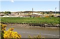 Levee on the banks of the Newry River